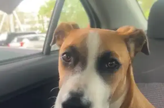 Lost dog - female, Del Rosso Road, 22-70, City of Moreton Bay, Townsville - photo