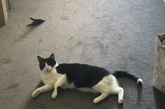 Missing cat Banyule, photo: Lost cat, West Street, 26, Darebin, Banyule - female tuxedo cat