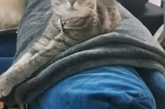 Lost pets Melbourne, photo: Lost cat, female, Vincent Street, 9, Brimbank, Melbourne - grey and white tabby, pink collar