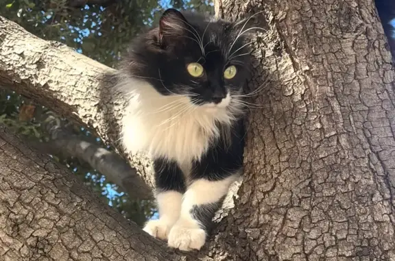Chat perdu, Nice, photo: Chat perdu, Avenue Sainte-Marguerite, Nice — femelle, poils longs
