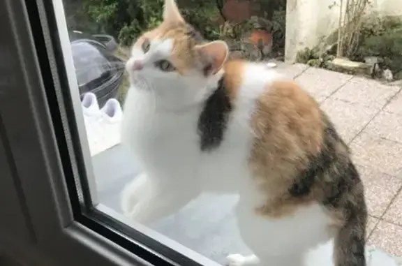 Chat perdu, Paris, photo: Perdu chat femelle, Cucq, Hauts-de-France, Paris - très curieuse, très vive