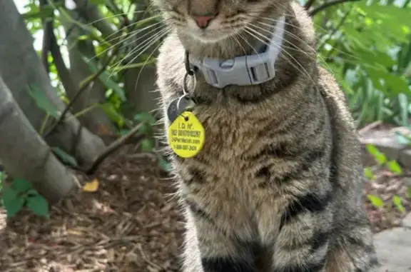 Lost cat, Perry Street, 3510, Mount Rainier - male - photo