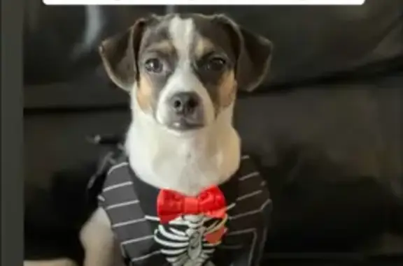 Lost and found pets New York, photo: Lost dog, Calloway Street, 59-21, New York - male, very small