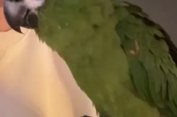 Lost bird, Towle Avenue, Auburn - female, bright green with red under wings - photo