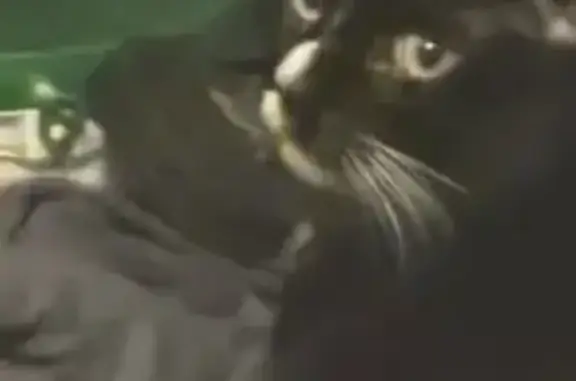 Lost cat, Ashmont Street, 26, Cowesett, Warwick - male, tuxedo with white socks - photo