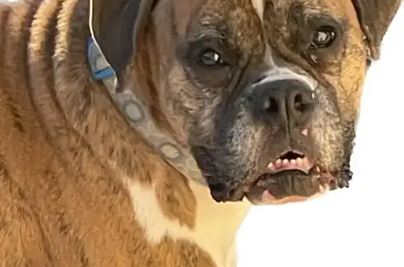 Missing dog Rockford, photo: Lost dog, Corbin Street, Rockford - female Boxer