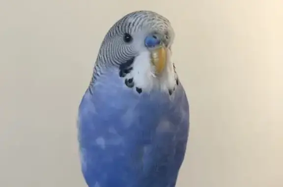 Lost pets Melbourne, photo: Lost bird, Dorcas Street, 80, Melbourne - male budgie with blue and white feathers