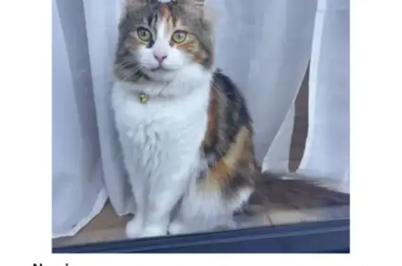 Missing cat Quakers Hill, photo: Lost cat, Colyton Road, 4, Blacktown, Quakers Hill - calico, microchipped