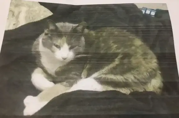 Lost cat, female, Foxtrail Drive, 7411, Hazelwood - thin, no collar - photo