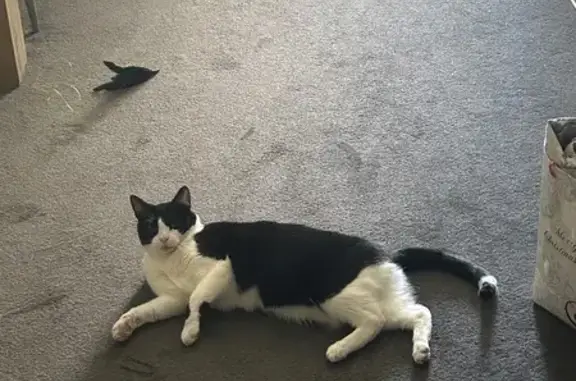 Lost cat, High Street, 563, Darebin, Banyule - female tuxedo cat - photo