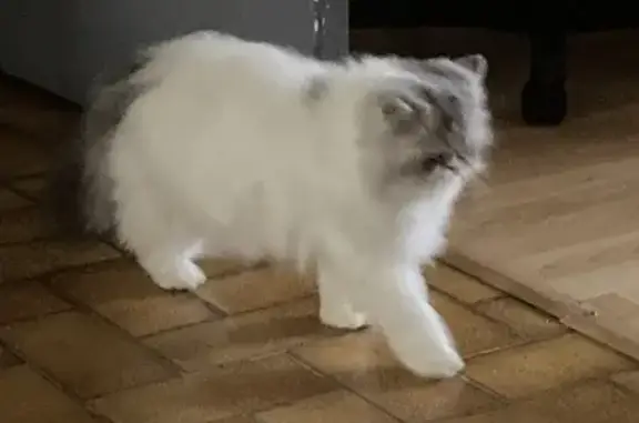 Chat perdu, Rue de la Garenne, 25, Trémentines - femelle - photo