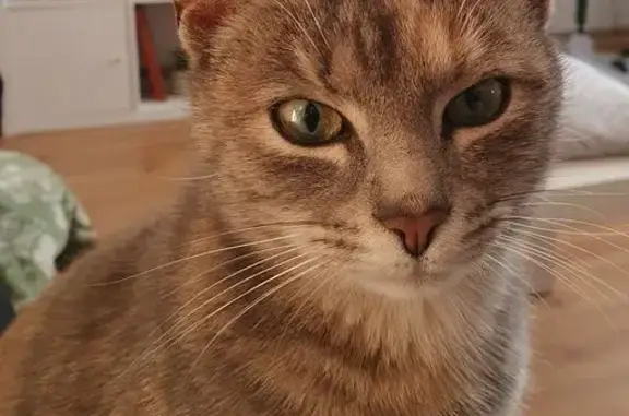 Perdu chat, Paris - photo