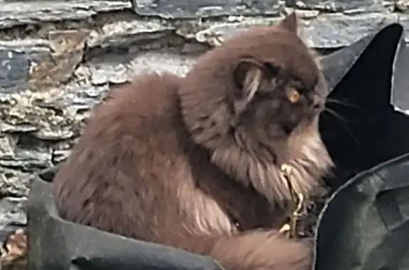 Animaux perdus Paris, photo: Perdu chat femelle, Rue du Haut Pressoir, Angers - timide, répond à son nom