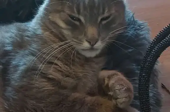 Lost cat, Garden Grove, 22, La...