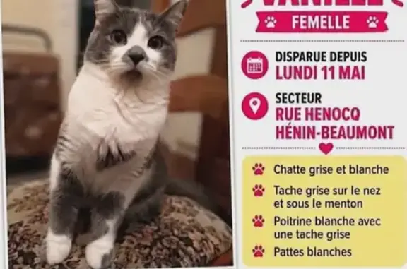 Animaux perdus Hénin-Beaumont, photo: Chat perdu, Rue Henocq, 219, Hénin-Beaumont - très craintif