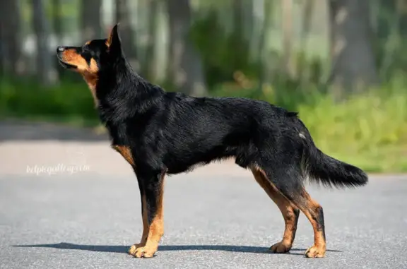 Animaux perdus Elbeuf-sur-Andelle, photo: Chien perdu, Route de Buchy, 88, Elbeuf-sur-Andelle - timide et très gentil