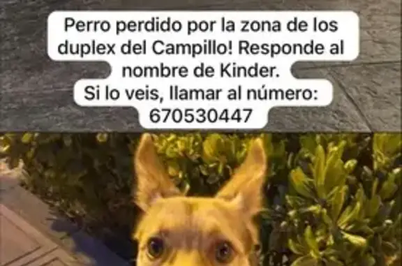 Perro perdido, Carretera de la Almenara, Región de Murcia, Sevilla - lleva chip y una correa azul - photo