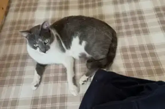 Perdido gato macho, Avenida 20 de Abril, La Línea de la Concepción, La Linea de la Concepcion - muy amigable y cariñoso - photo