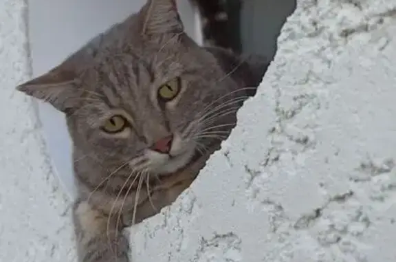 Animaux perdus Lyon, photo: Chat perdu mâle, Bernin, Lyon - castré et pucé