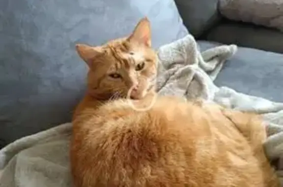 Chat perdu, Rue du Cloitre Notre-Dame, 6, Paris - roux, cicatrice à l'œil - photo