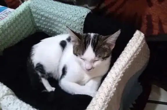 Missing cat Krugersdorp, photo: Lost cat, Premier Street, Krugersdorp - mostly white with brindle ears and tail