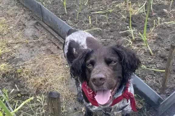 Animaux perdus Saint-Hilaire-de-Brethmas, photo: Chien perdu, Chemin du Stade, 625, Saint-Hilaire-de-Brethmas - épagneul blanc et marron, collier noir