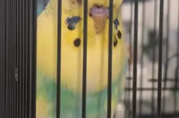 Found bird, female, Dublin Roa...