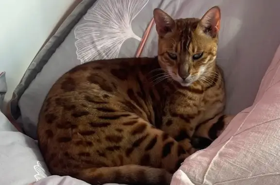 Chat perdu, Rue Carnot, 37, Groslay, Saint-Brice-sous-Forêt - photo