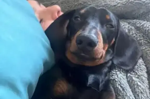 Lost dog, Greta Street, 31, Cessnock, Aberdare — male, black and tan, green harness - photo