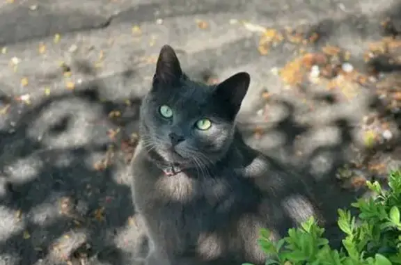 Зникла кішка, Крута вулиця, 3, Львів — повністю сіренький, тактильний - photo