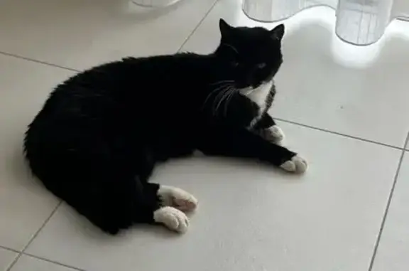 Chat perdu, Avenue de Nantes, 12, La Séguinière, Paris - chatte noire et blanche, âgée - photo