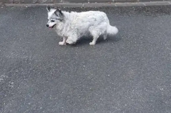 Animaux trouvés Boigny-sur-Bionne, photo: Chien trouvé, Place du Centre Bourg, 7, Boigny-sur-Bionne - petit, blanc, collier rouge