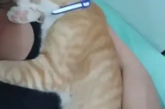 Gato desaparecido Macho (brl00...