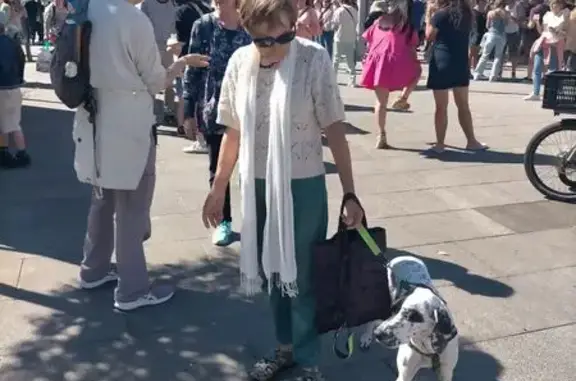 Animaux perdus Anglet, photo: Perdu chien femelle, Rue de Mirambeau, 8, Anglet - chienne pucée, opérée