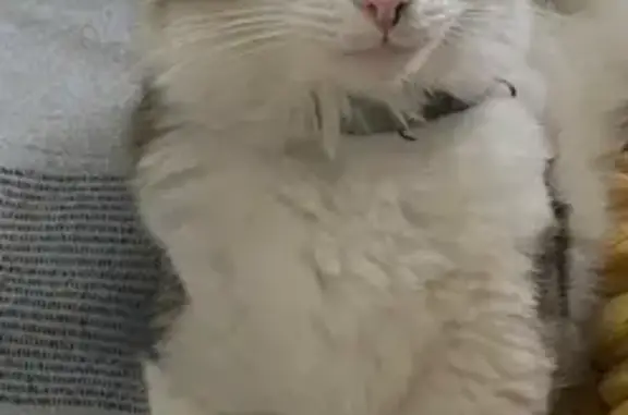 Missing cat Lansdowne, photo: Lost cat, 3rd Avenue, Cape Town, Lansdowne — male, no collar