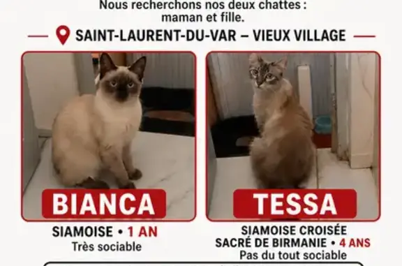 Chat perdu, Paris, photo: Chat perdu, Rue de l'Église, 60, Saint-Laurent-du-Var, Paris - femelle, mère et fille