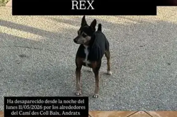 Perro perdido macho, Cami Des Coll Baix, 25, Calvia - ratero - photo