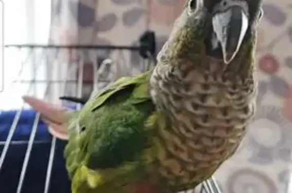 Lost and found pets Kansas City, photo: Lost bird, North 64 Terrace, 3015, Kansas City — sweet green conure