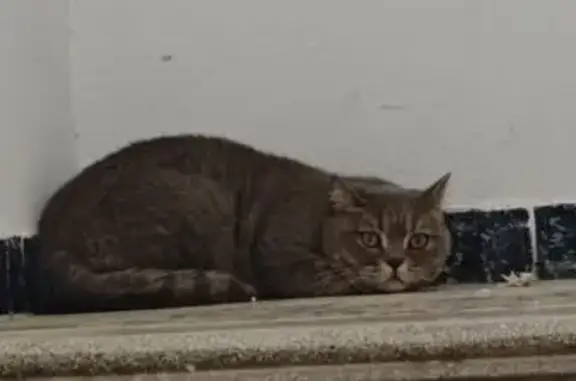 Encontrado gato, Calle la Paqu...