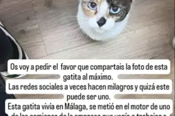 Perdido gato hembra en CV-7301, Dénia, Denia - con marca de castración en la oreja - photo