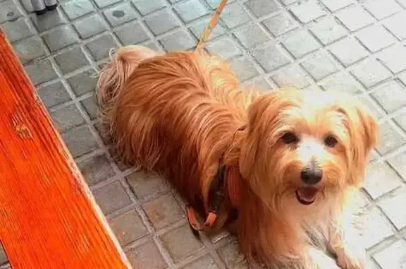 Es un perro tamaño mediano, 6kilos, mezcla yorkshire. Pelo rubio. Es un perro muy casero no le gusta estar en la calle mucho, pero hoy se ha escapado.