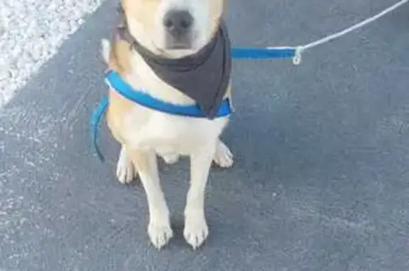 Cachorro encontrado Macho (brf...