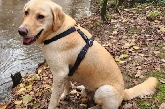 Chien perdu Orvault, photo : Chien perdu mâle, Rue du Pré d'Abas, Orvault, Paris - labrador retriever, collier turquoise