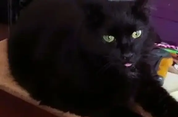 Lost cat, West 110th Street, Cleveland - female, medium-sized, black - photo