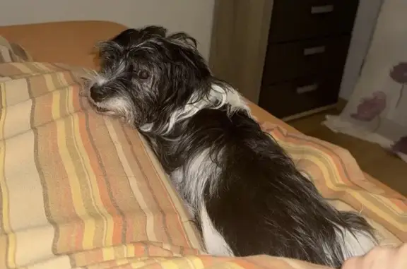 Perros perdidos, Tetuan de las Victorias, foto: Perdido perro hembra, Paseo de la Dirección, 283, Tetuan de las Victorias - pequeña, negra y blanca