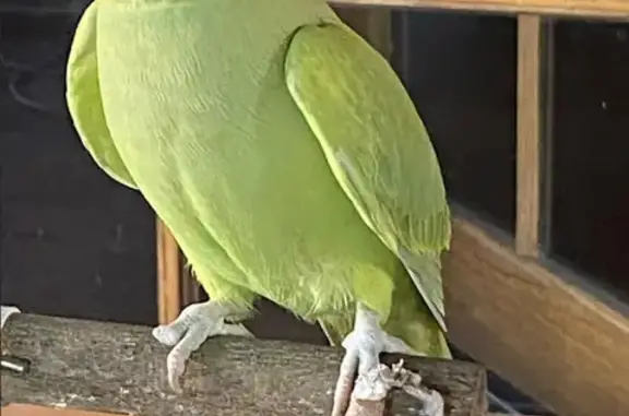 Lost pets Whitehorse, photo: Lost bird, West Beach, South Australia, Whitehorse — female Indian Ringneck Parrot, one toe missing