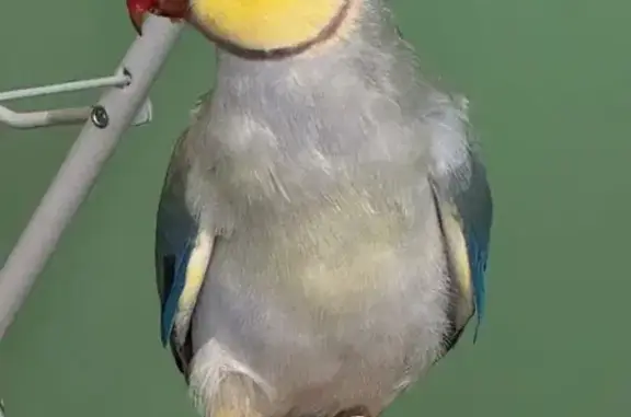 Lost pets Sydney, photo: Lost bird Male, Sydney (al496261)