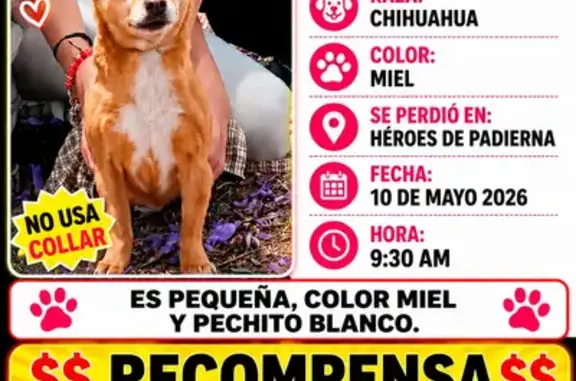 Perros perdidos, Magdalena Contreras, foto: Perro perdido hembra, Calle Sacalum, 2, Magdalena Contreras — chihuahua color miel con pecho blanco