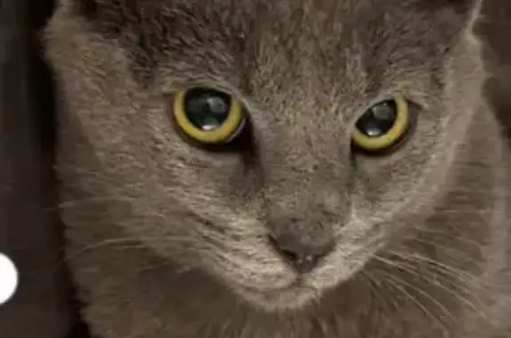 Lost cat, Lone Tree Drive Northeast, 157, Arlington - male, Russian blue, 14 years old - photo