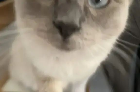 Missing cat Perth, photo: Lost cat, female, Gosnells, Western Australia, Perth - blue point Ragdoll, pink collar
